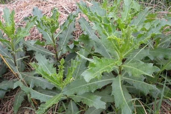 農村養(yǎng)殖致富門路