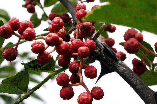 農村養(yǎng)殖致富門路