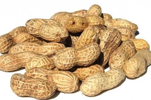 農村養(yǎng)殖致富門路