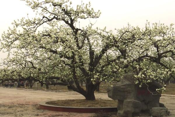 種梨樹的寓意