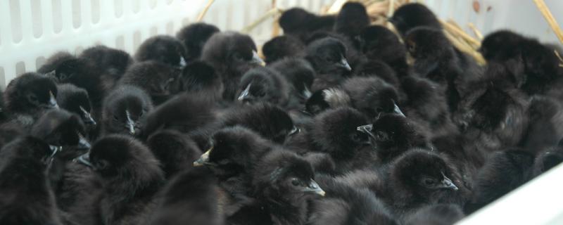 綠殼蛋雞苗價(jià)格多少錢一只