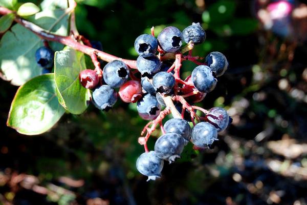 藍莓黑珍珠是什么品種