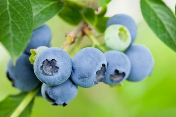 藍莓黑珍珠是什么品種