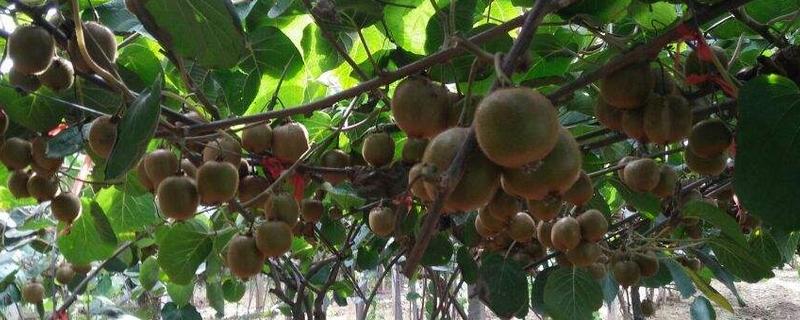 種獼猴桃怎樣搭架