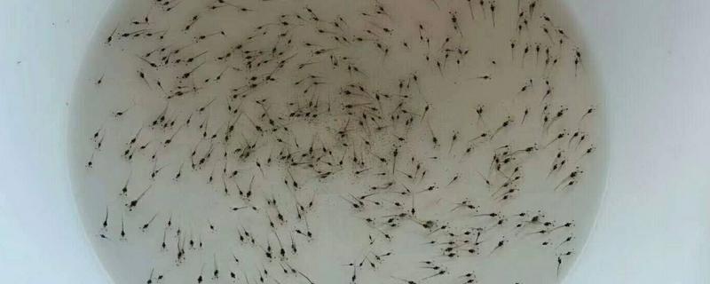 對蝦苗哪里有賣