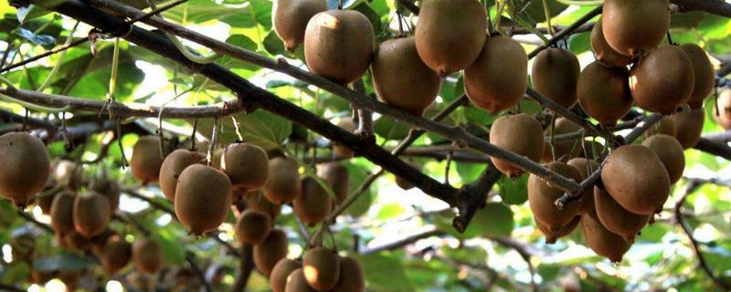 獼猴桃種植時間