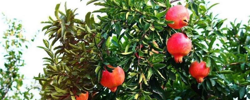 種石榴哪個品種好