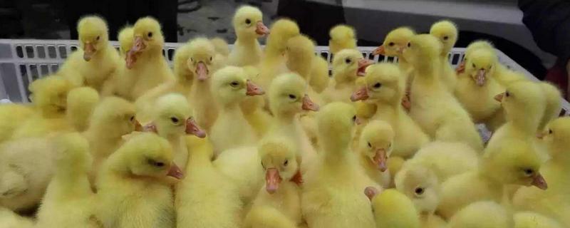 鵝苗多少錢一只