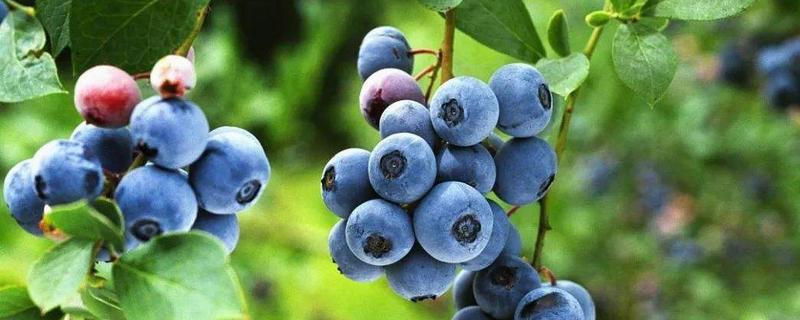 藍莓黑珍珠是什么品種