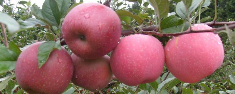 蘋果種類有哪些
