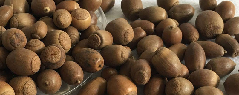 橡子和榛子的區別是什么 椎栗子和橡子有區別嗎