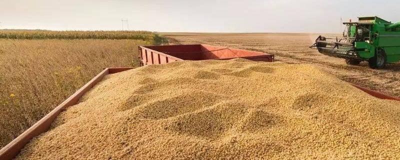 豆粕可以直接喂豬嗎