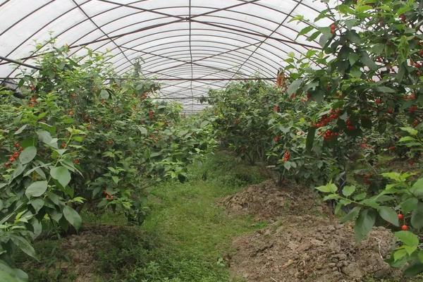 種櫻桃樹多大坑