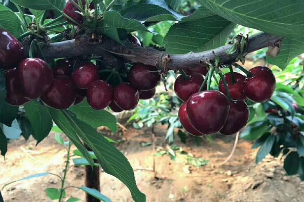 種櫻桃樹多大坑