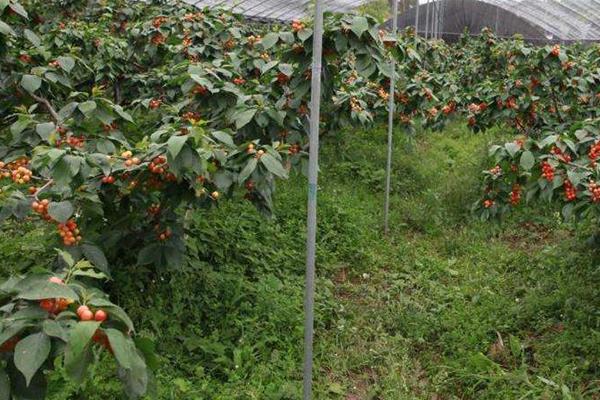 種櫻桃樹多大坑