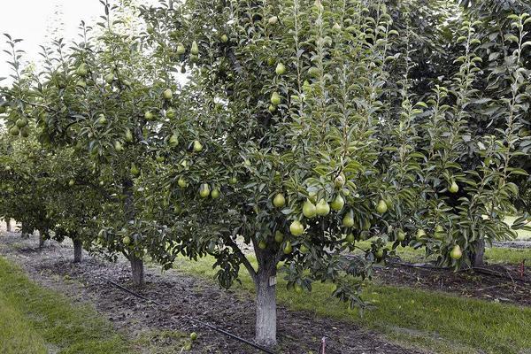 梨樹怎么種