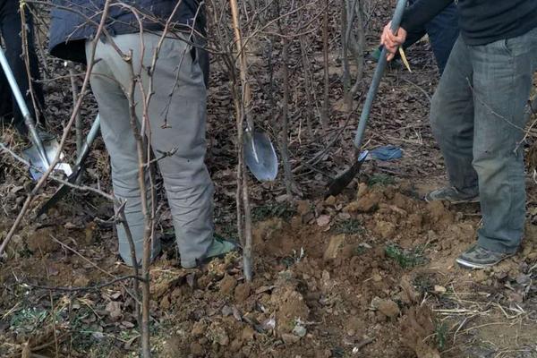 梨樹怎么種