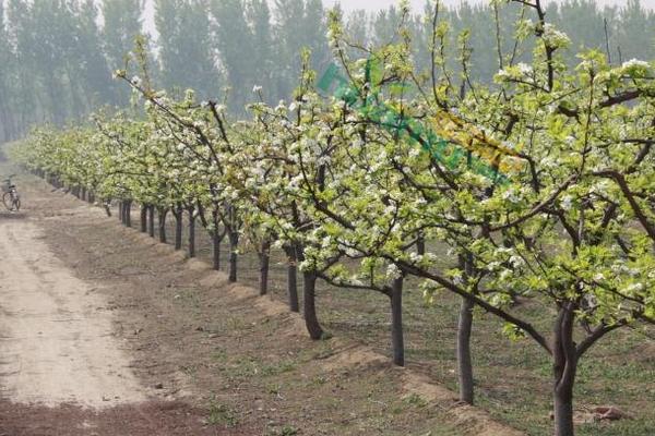 梨樹怎么種
