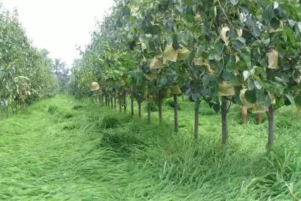 梨樹怎么種