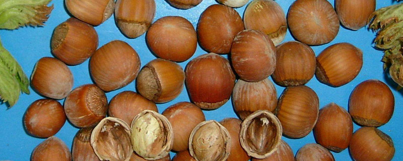 橡子是什么 橡子有多少種