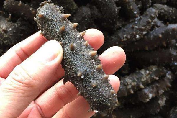 網箱養海參技術