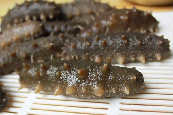 網箱養海參技術