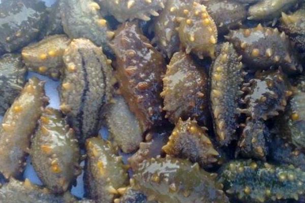 網箱養海參技術