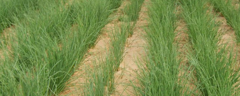 什么地適合種植沙蔥 北方能種植沙蔥嗎
