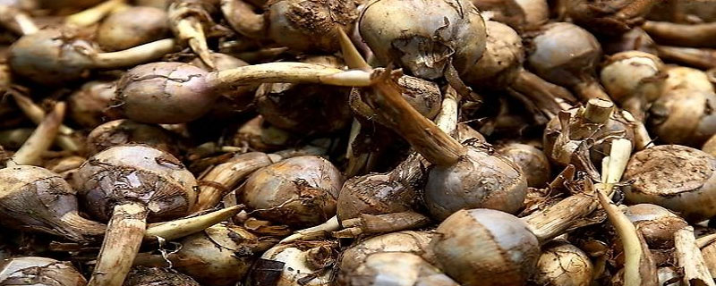 慈姑市場價格多少錢一斤 慈姑產(chǎn)地在哪里