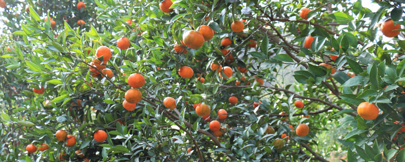 金錢橘和金桔的區(qū)別是什么 金桔和金錢橘哪個(gè)止咳