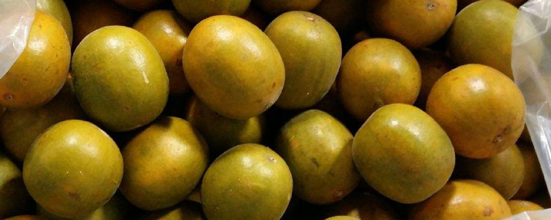 什么是黃金羅漢果 黃金羅漢果和普通羅漢果（黑色）的區(qū)別是什么