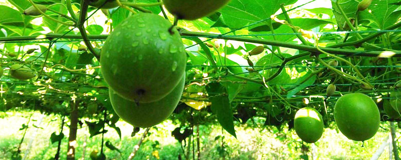 羅漢果怎么種 羅漢果什么時候種 羅漢果種植方法