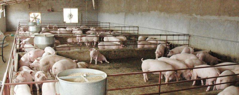 豬細小病毒癥狀怎么打疫苗