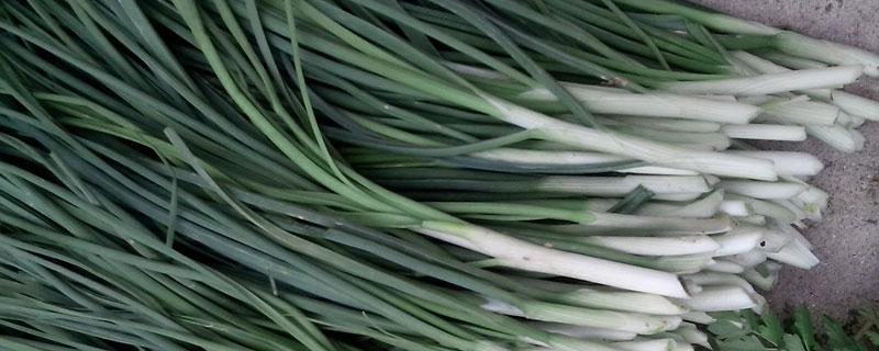 薤白跟蒜的區別是什么 薤白是獨頭蒜嗎