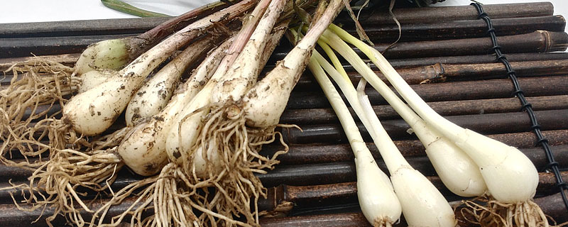 陽臺怎么種藠頭 藠頭盆栽種植技術