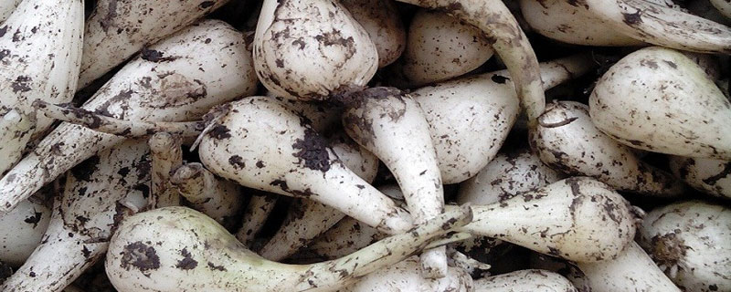 藠頭市場價格多少錢一斤 藠頭產地在哪里