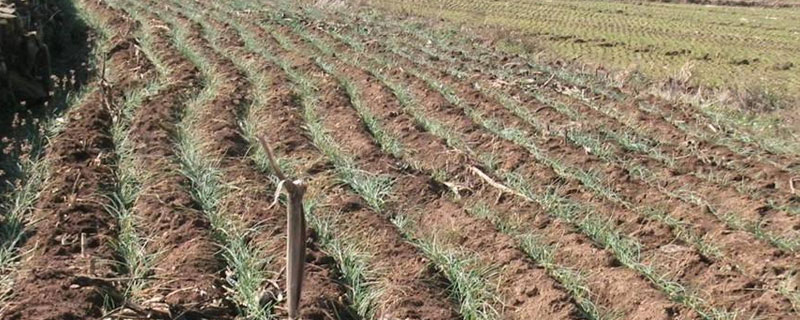 藠頭種植時間和方法（幾月種） 藠頭高產栽培技術