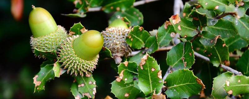 野生橡子市場價格多少錢一斤 橡子產地在哪里