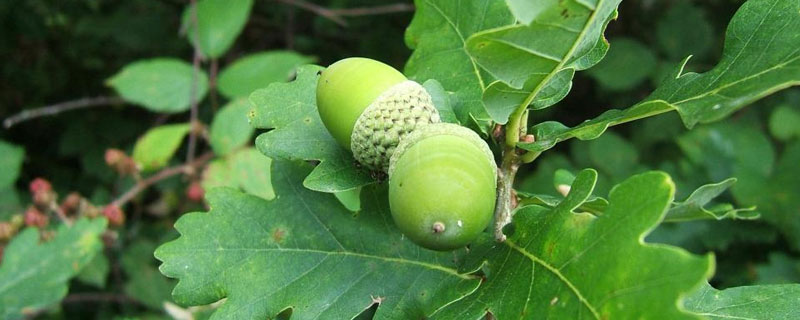 橡子種植技術 橡子果可以發芽種植嗎
