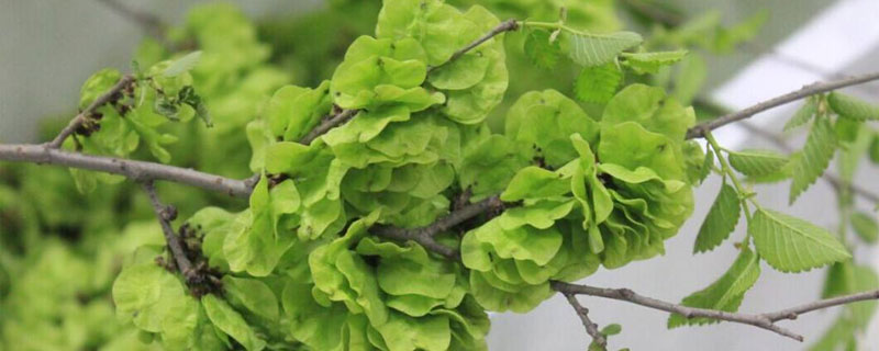 榆錢幾月有 榆錢是怎么傳播種子的