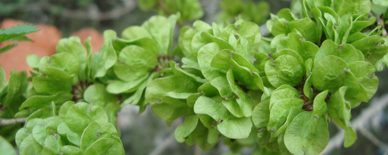 榆錢樹什么時候種植 榆錢生長環(huán)境 榆錢樹幾年長榆錢