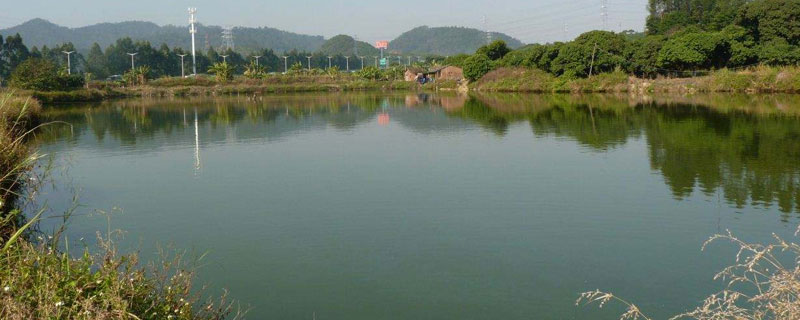 死水魚塘適合養什么魚 死水魚塘養魚技術與注意事項