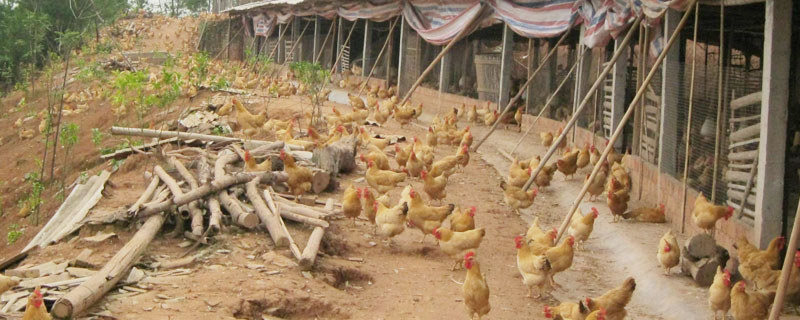 5萬元能在農村做些什么 6個農村5萬元創業項目推薦