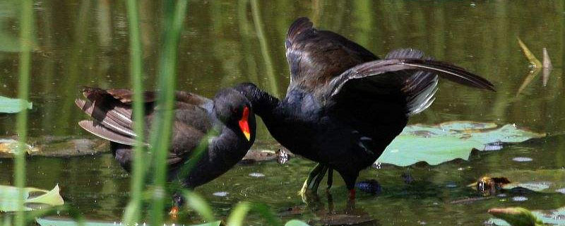 黑水雞市場價格多少錢一斤 黑水雞苗多少錢一只