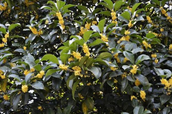 后面種杏樹好不好