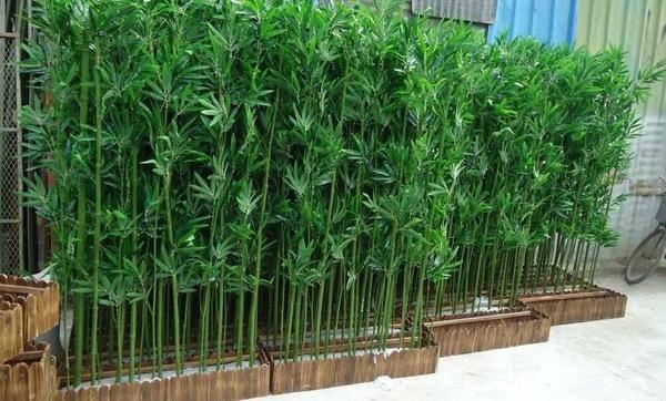 后面種杏樹好不好