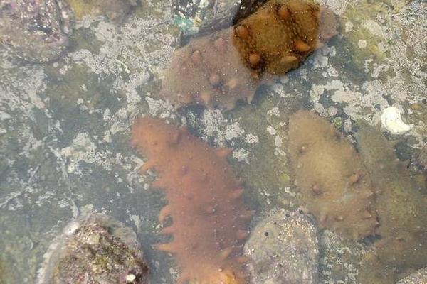 養海參水深多少米合適