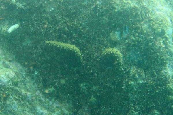 養海參水深多少米合適