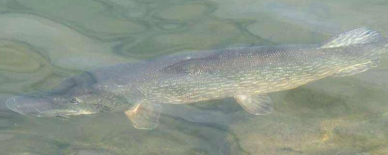 白斑狗魚好吃嗎 白斑狗魚能油炸嗎