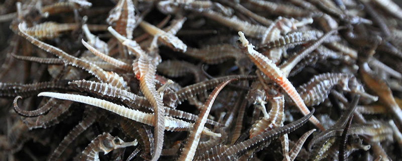 海馬能養(yǎng)殖嗎 海馬養(yǎng)殖必須要海水嗎 海馬能在淡水里養(yǎng)嗎